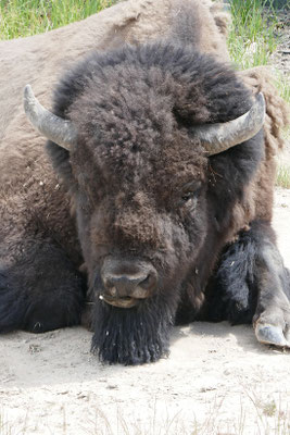 Yellowstone Nationalpark