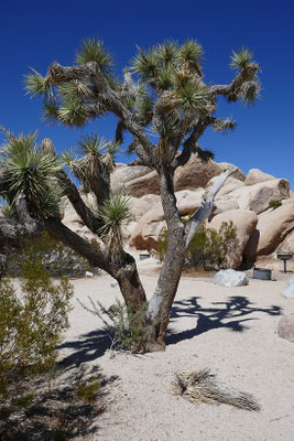 Joshua Tree Nationalpark