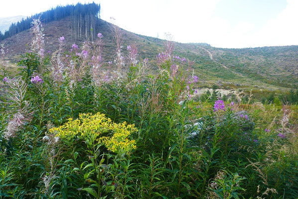 Gratwanderung auf dem Mt. Chopok