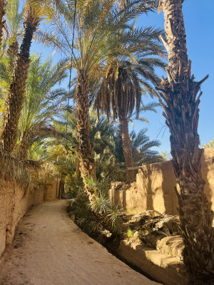 Palmenoase Zagora