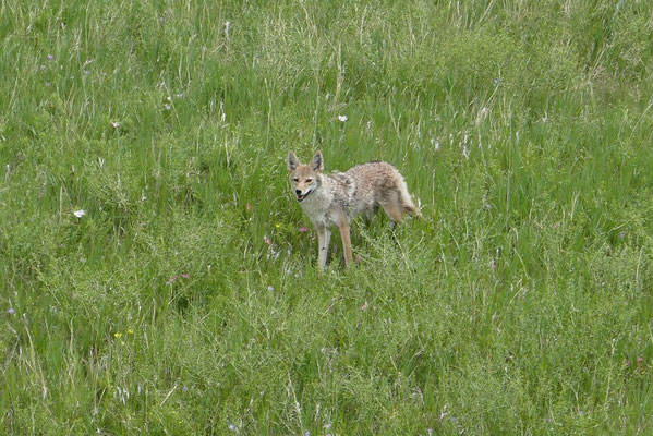 Coyote