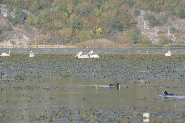 Skadar-See