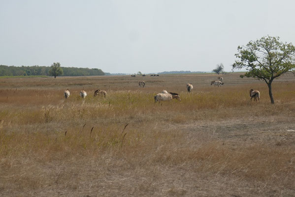 Hortobágy Nationalpark