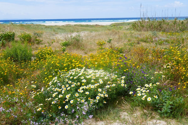 Tarifa