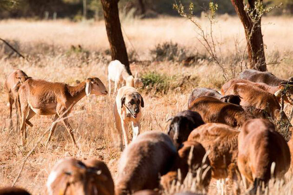 Kangal als Herdenschutz