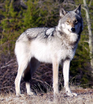 Great plains wolf c) peupleloup