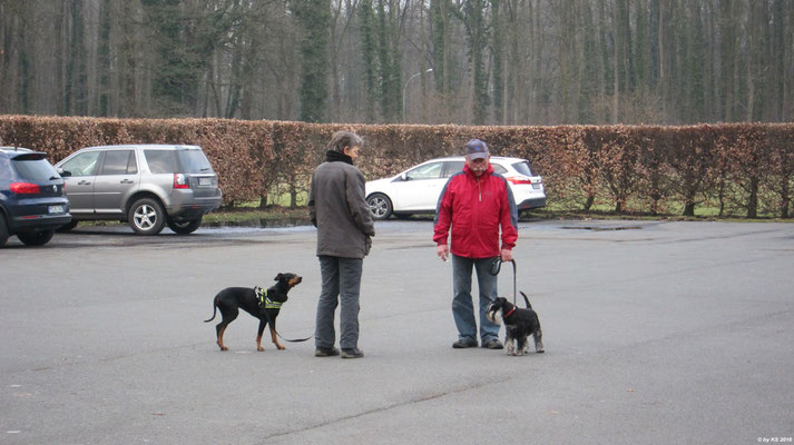 Pinscher und Schnauzer