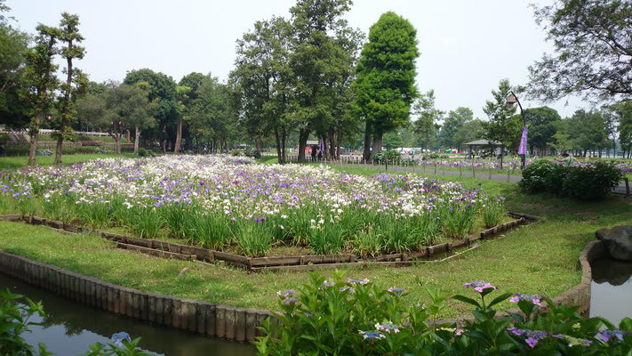 隣接する水元公園、菖蒲