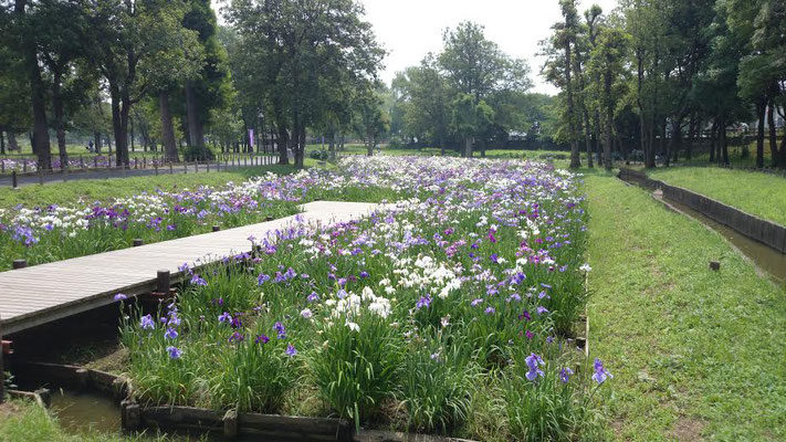 隣接する水元公園、菖蒲