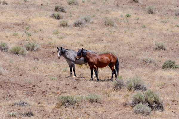 Wilde Mustangs (Hengst + Stute)  - Virginia Range Mai 2025