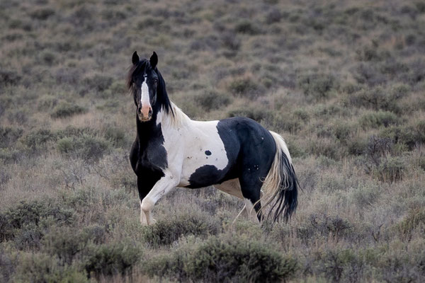 Januar: Dieses Foto zeigt eine wilde Mustang Stute in Nevada in einem Gebiet ohne Namen