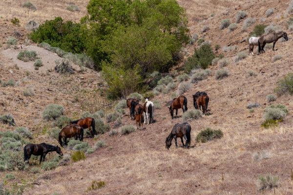 Wilde Mustang Herdengemeinschaft  - Virginia Range Mai 2025