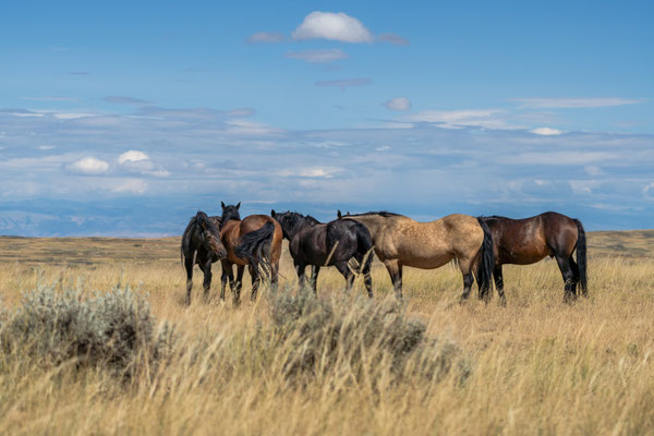 Wilde Mustangs Wyoming Juli 2024