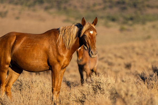 Wilde Mustangstute Nevada August 2024