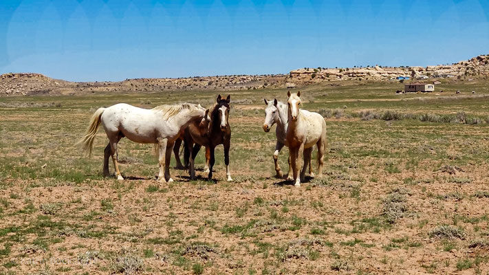 Mustang Althengst - Berührung im Bereich Achsel - "Ruhe reinbringen"