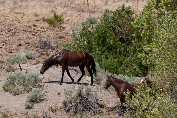 Wilder Mustang - Virginia Range Mai 2025