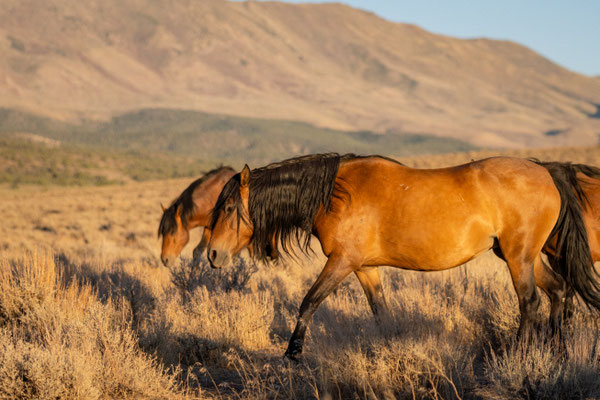 Selbstbestimmtes Leben einer Mustangstute in Nevada 2024