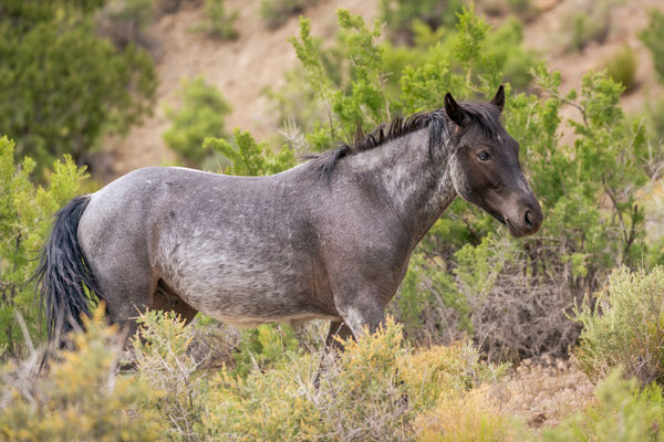 Junghengst - Colorado - Mai 2025 