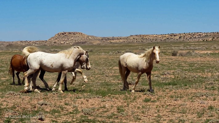 Mustang Althengst - spanischer Schritt - "Grenzen" setzen