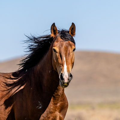 Wilder Mustang Nevada August 2024