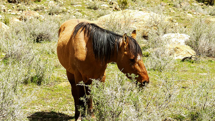 Mustang Althengst - Palisade Colorado