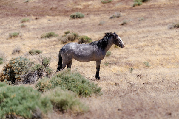 Wilder Mustang - Virginia Range Mai 2025