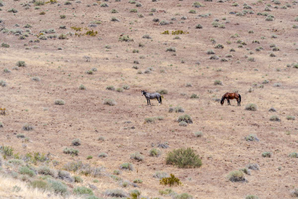 Wilde Mustangs (Hengst + Stute)  - Virginia Range Mai 2025