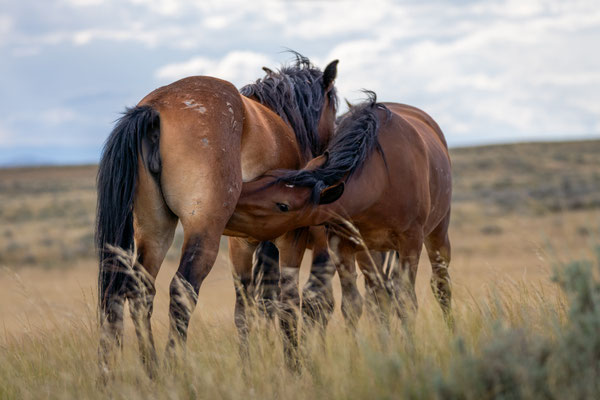 Junghengst - Wyoming Juli 2024