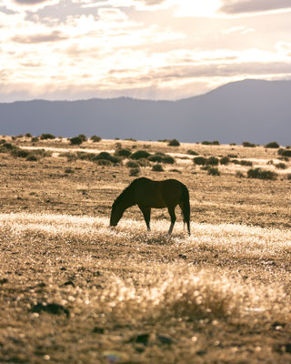 Wilder Mustang Nevada - August 2024