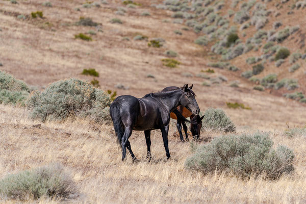 Wilder Mustang - Virginia Range Mai 2025