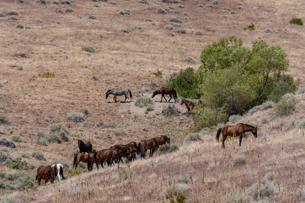 Wilde Mustang Herdengemeinschaft - Virginia Range Mai 2025