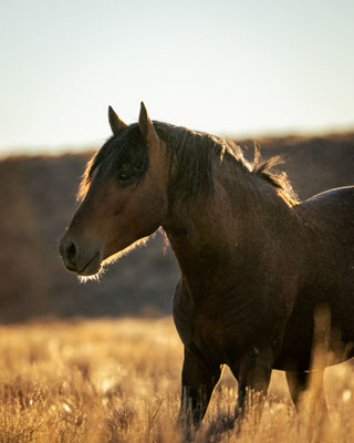 Wilder Mustang Nevada - August 2024