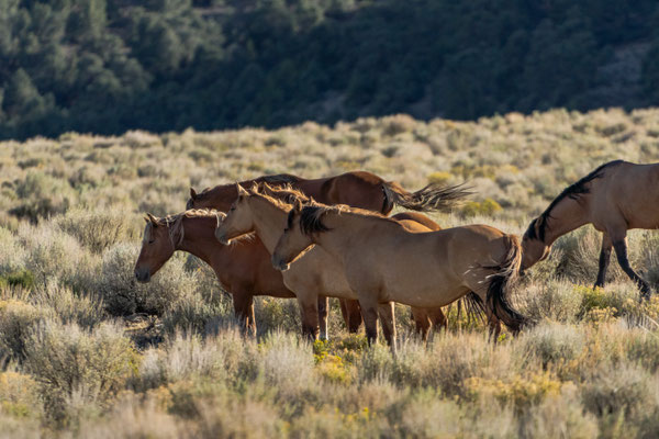 Wilde Mustangherde - Nevada - August 2024