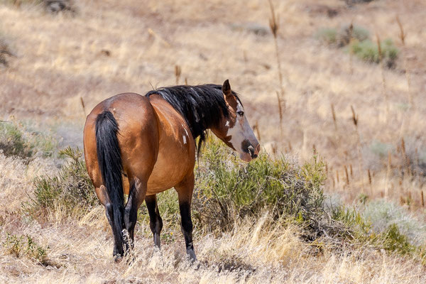 Wilder Mustang - Virginia Range Mai 2025