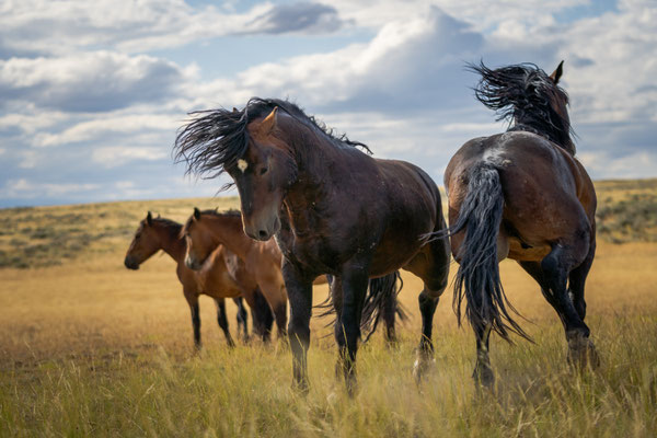 Wilde Mustangs Wyoming Juli 2024