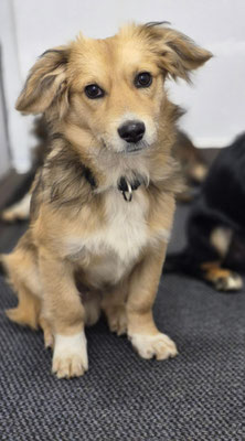Winnie / Rüde