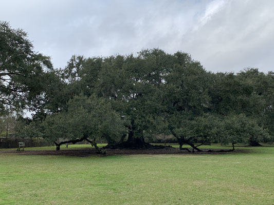 Der Baum des Lebens