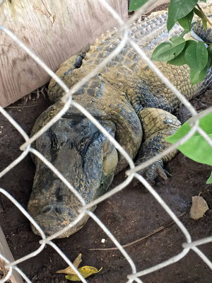 Ein dicker alter Alligator im "Coopertown Airboat" Park 