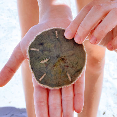 Natalie hat einen lebenden Sanddollar gefunden. Natürlich hat sie ihn nach dem Zeigen sofort wieder zurück ins Meer getan. 