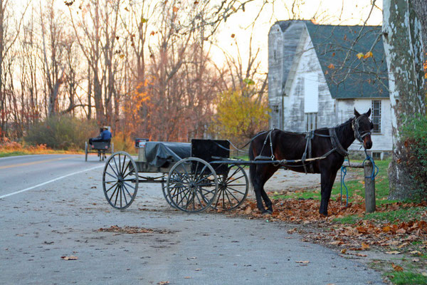 Im Hintergrund sieht man einen Amischen mit seinem Buggy davonfahren