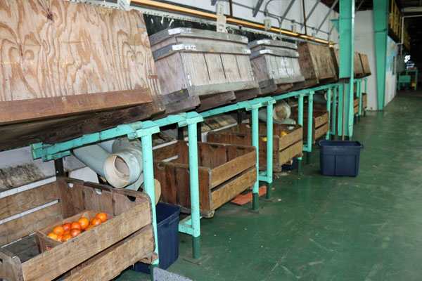 Die Fabrik der Orangenplantage