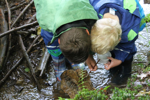 Leben im Bach erforschen