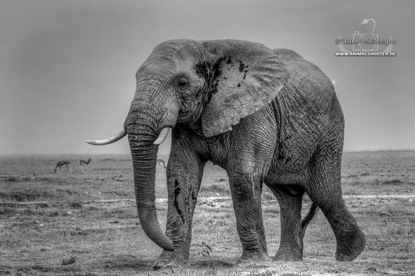 17Amboseli_Elephant