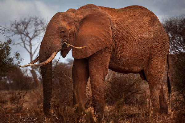 Red Elephants of Tsavo 02