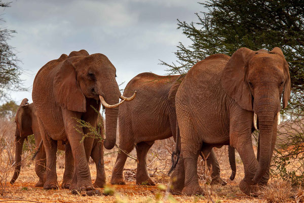 Red elephants of Tsavo 01