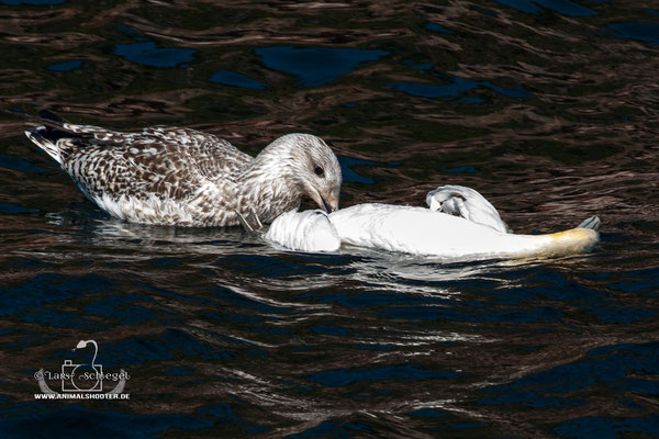 Möwenmahlzeit - Sea gull dinner