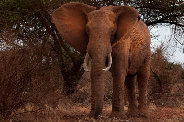 Red Elephants of Tsavo 03
