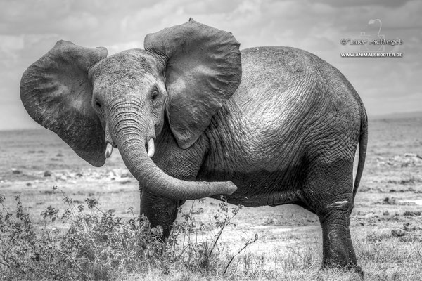 23Amboseli_Elephant