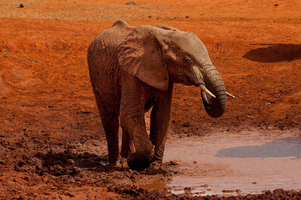 Red Elephants of Tsavo 04