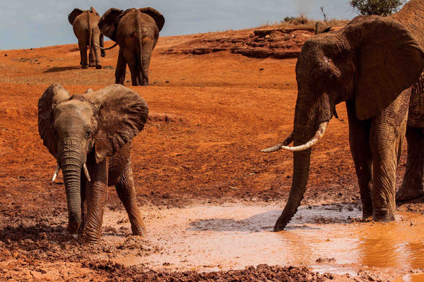 Red Elephants of Tsavo 05